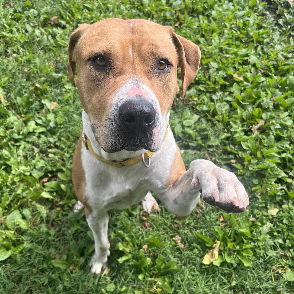 Enlarge Pumpkin Spice, a Adoptable Pit Bull Terrier in Delaware, OH image 5/6