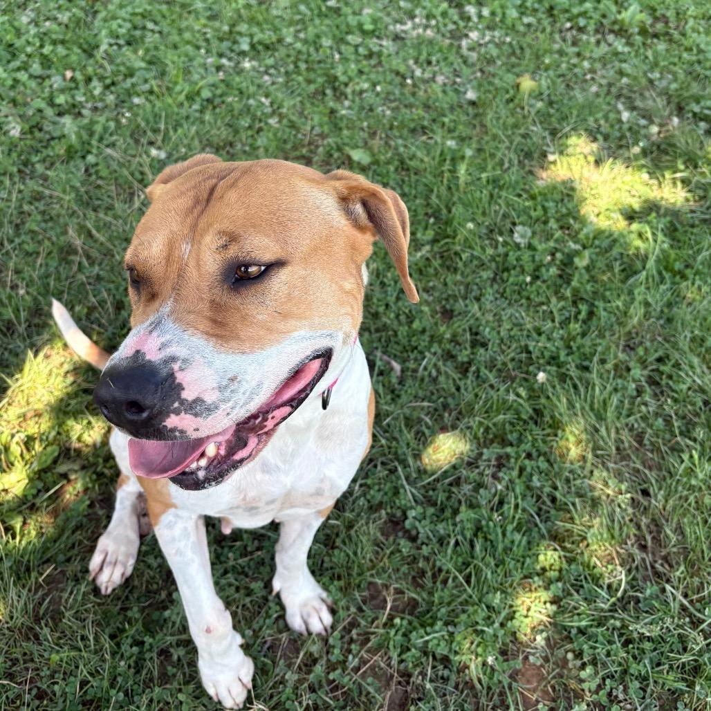 Enlarge Pumpkin Spice, a Adoptable Pit Bull Terrier in Delaware, OH image 6/6