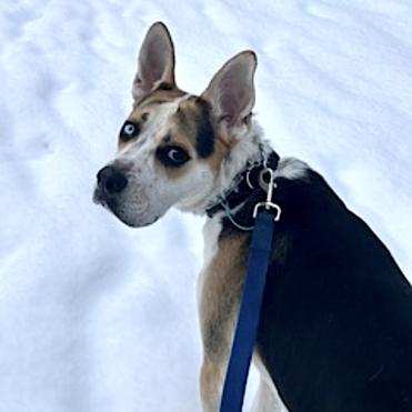 Enlarge Norman-Foster, a Adoptable Mixed Breed in Grand Rapids, MI image 1/6