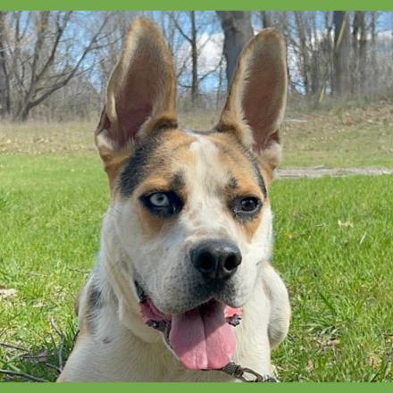 Enlarge Norman-Foster, a Adoptable Mixed Breed in Grand Rapids, MI image 2/6