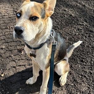 Enlarge Norman-Foster, a Adoptable Mixed Breed in Grand Rapids, MI image 3/6