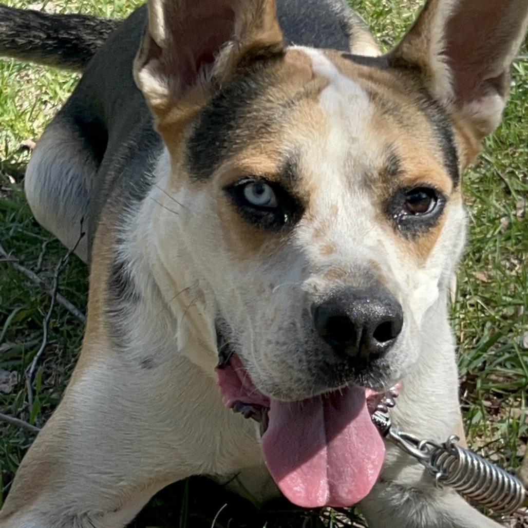 Enlarge Norman-Foster, a Adoptable Mixed Breed in Grand Rapids, MI image 4/6