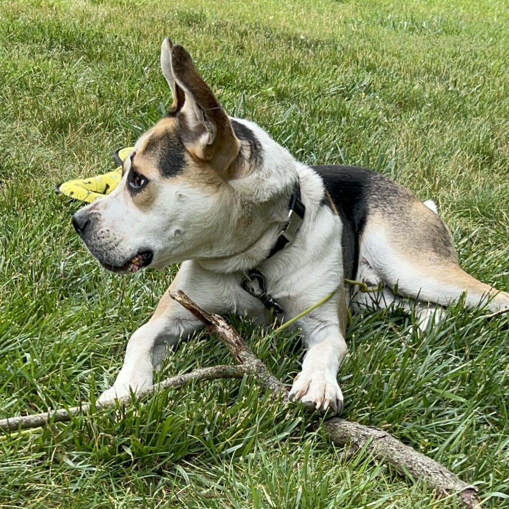 Enlarge Norman-Foster, a Adoptable Mixed Breed in Grand Rapids, MI image 5/6