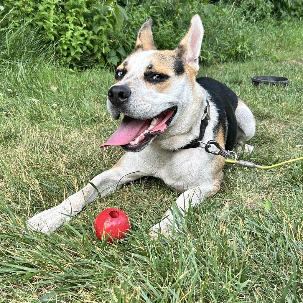 Enlarge Norman-Foster, a Adoptable Mixed Breed in Grand Rapids, MI image 5/6