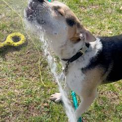 Enlarge Norman-Foster, a Adoptable Mixed Breed in Grand Rapids, MI image 6/6