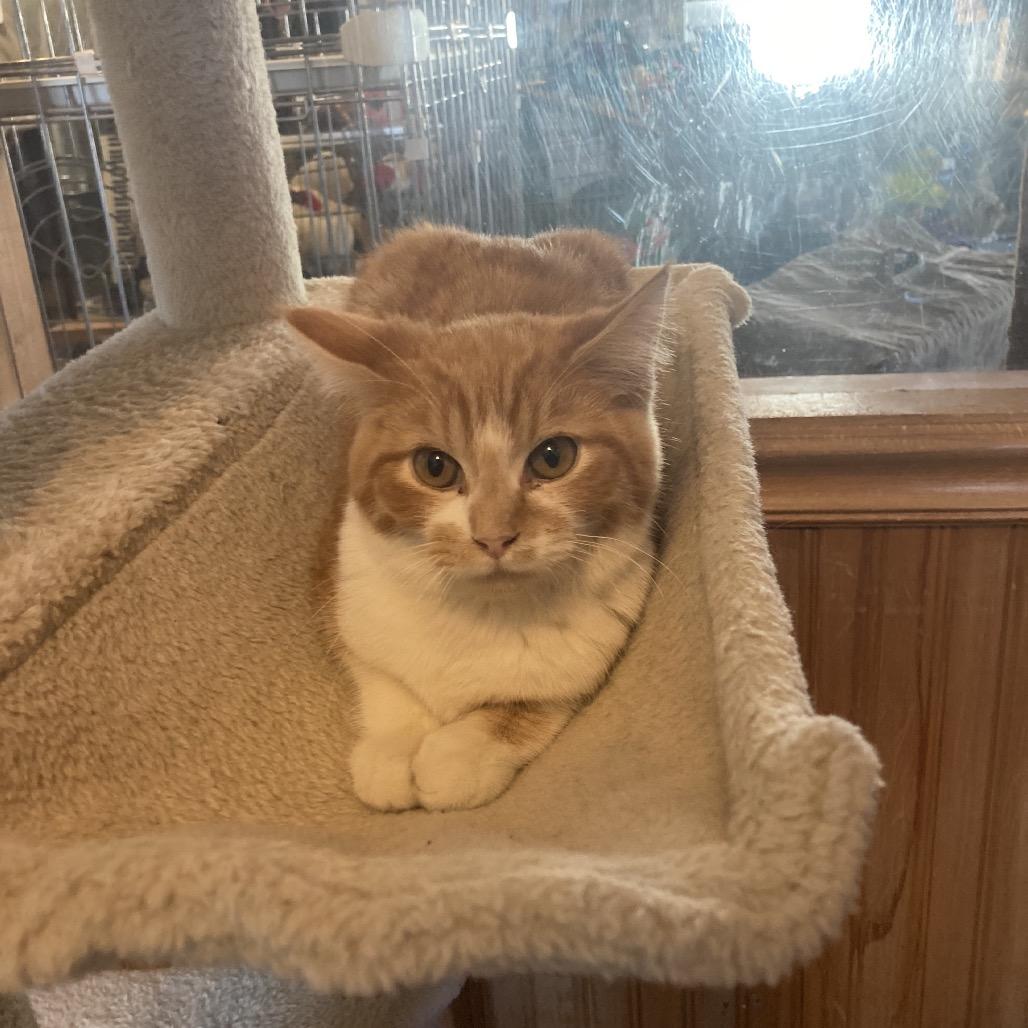 Rogue, Adoptable, Kitten Male Domestic Short Hair.