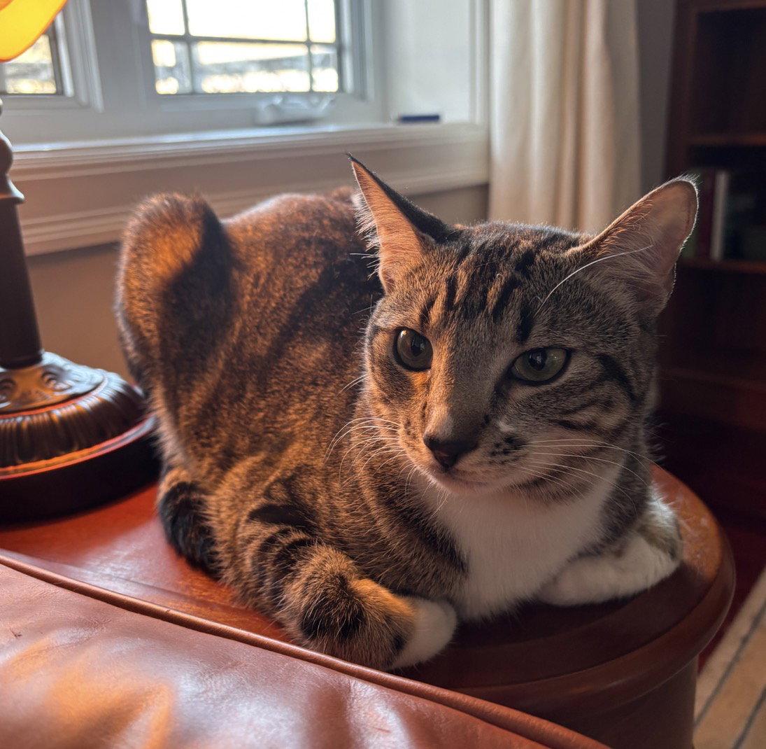 Sourdough, Adoptable, Young Male Tabby.