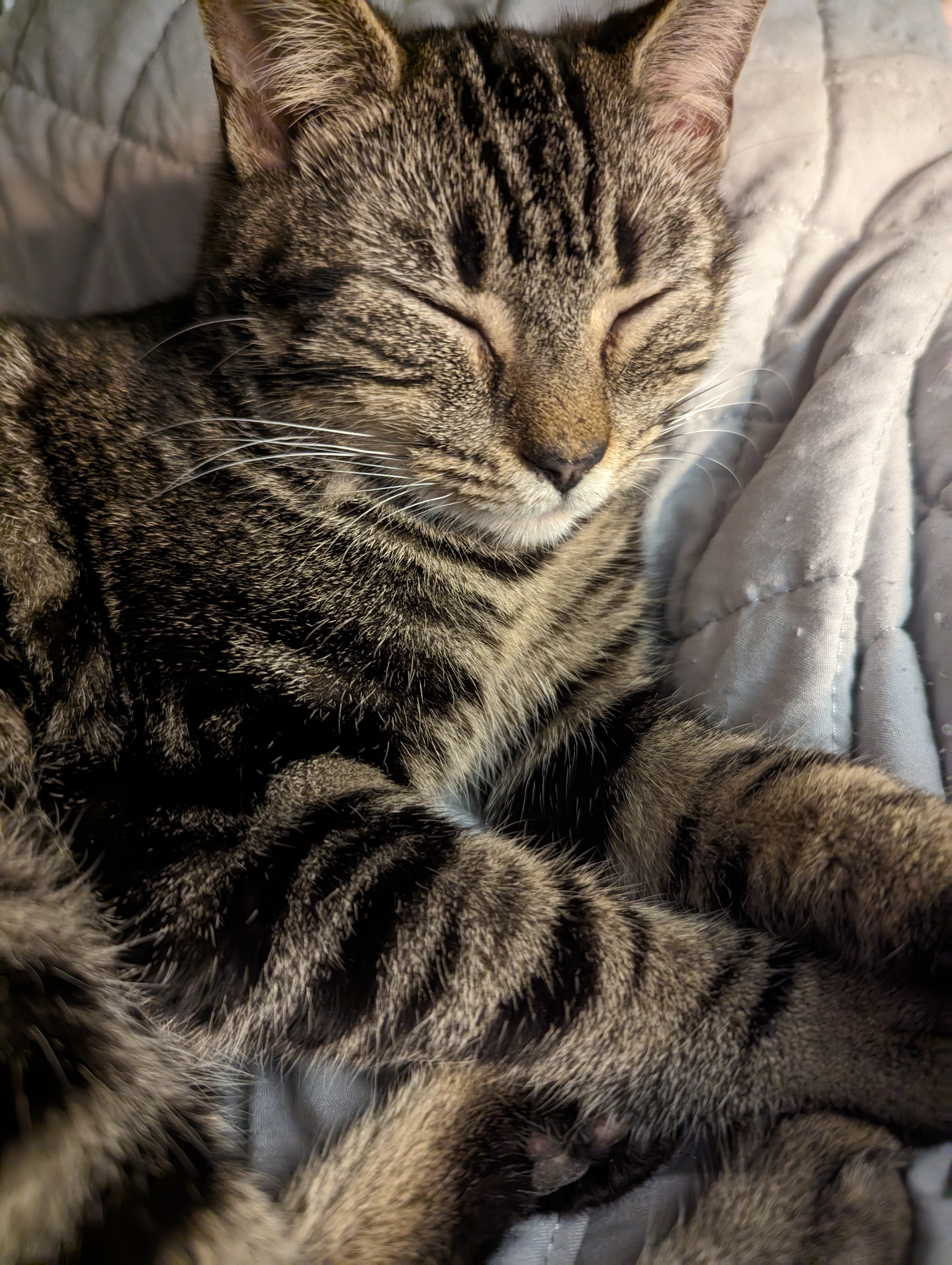 Bucky, a Adopted Domestic Short Hair in Malden, MA image 2/2