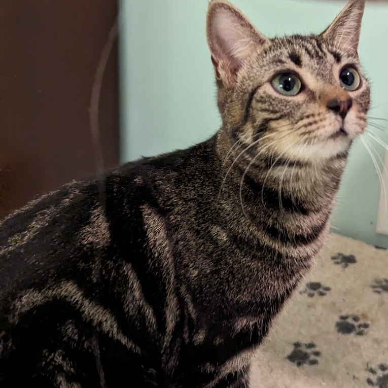 Bucky, Adopted, Young Female Domestic Short Hair.