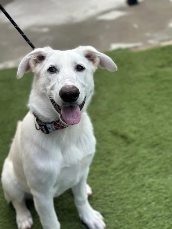 Yeti, Adopted, Young Female Mixed Breed.