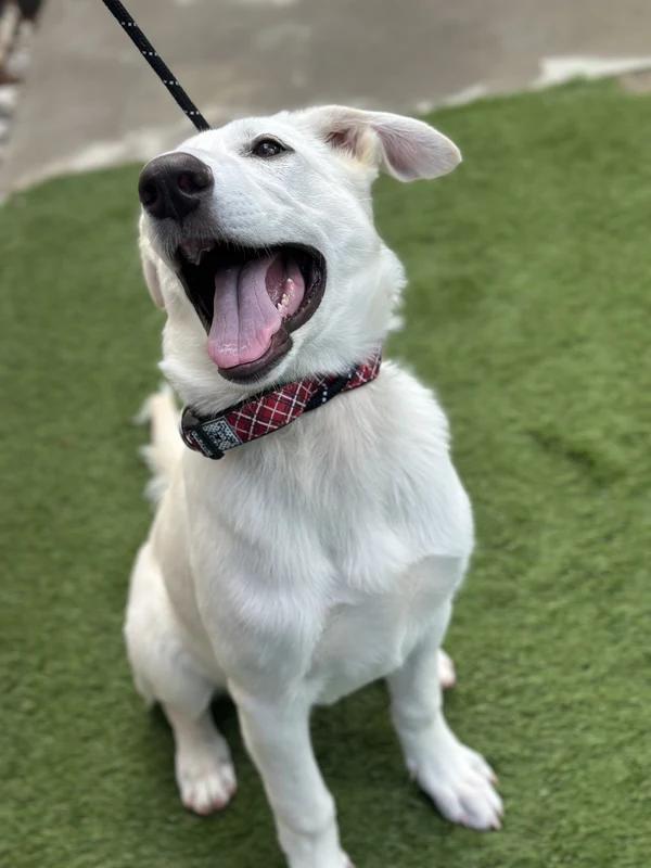 Enlarge Yeti, a Adopted Mixed Breed in Hamilton, ON image 2/4