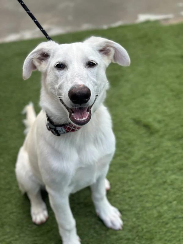 Enlarge Yeti, a Adopted Mixed Breed in Hamilton, ON image 4/4