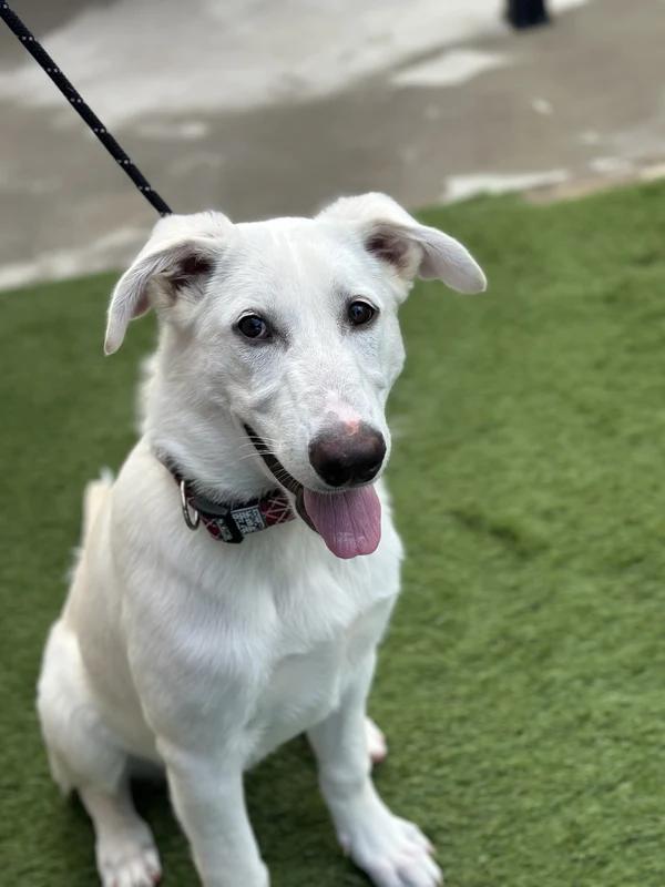 Enlarge Yeti, a Adopted Mixed Breed in Hamilton, ON image 3/4