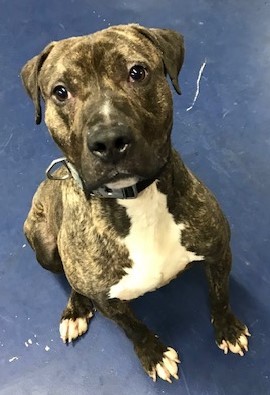 Ralphie, a Adoptable mixed breed in Roselle, IL image 1/4