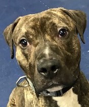 Ralphie, a Adoptable mixed breed in Roselle, IL image 2/4