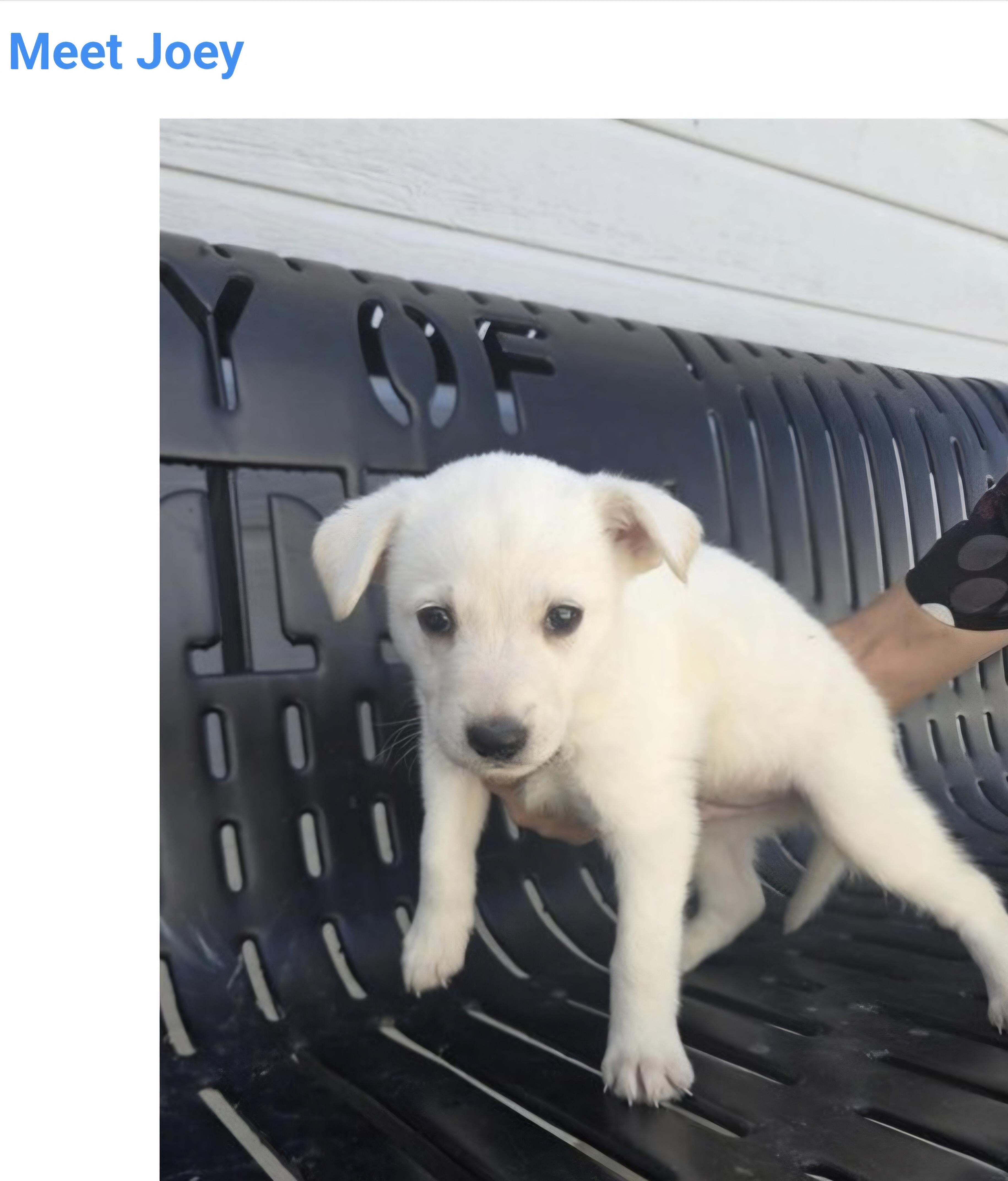 Enlarge Joey, a Adoptable mixed breed in Salt Lake City, UT image 1/1