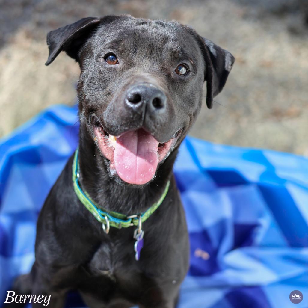 Barney, Adoptable, Adult Male Mixed Breed.