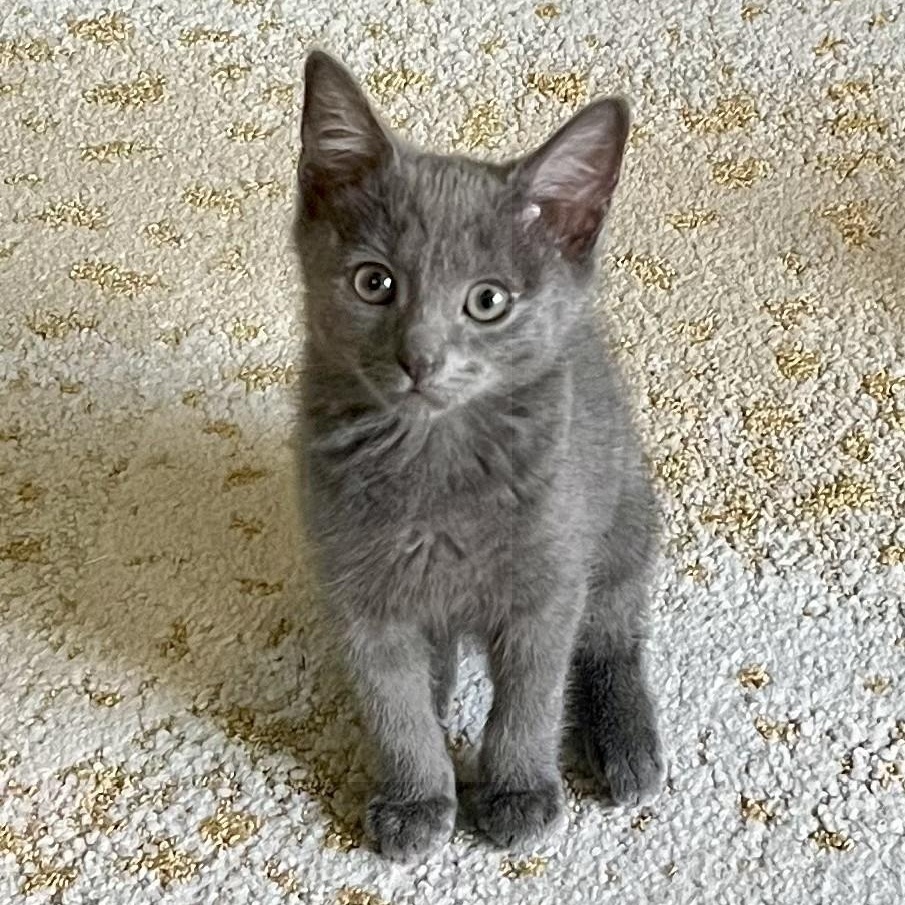 Grafton (Porch Posse), Baby Male Domestic Short Hair
