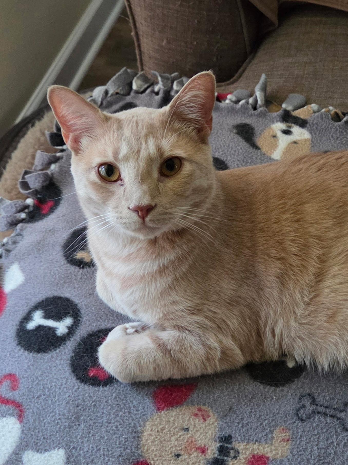 Enlarge Wally, a Adoptable Tabby in Charlotte, NC image 2/5