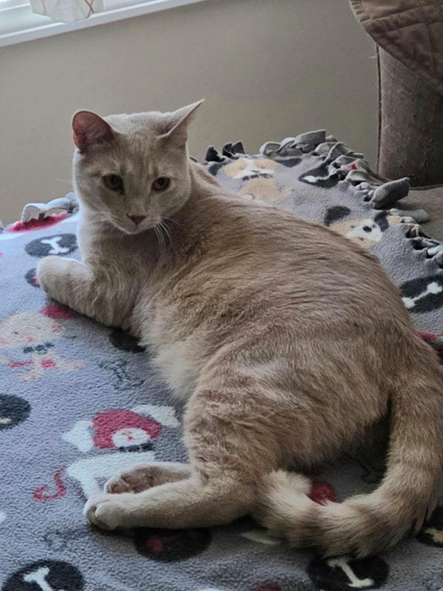 Wally, Adoptable, Young Male Tabby.