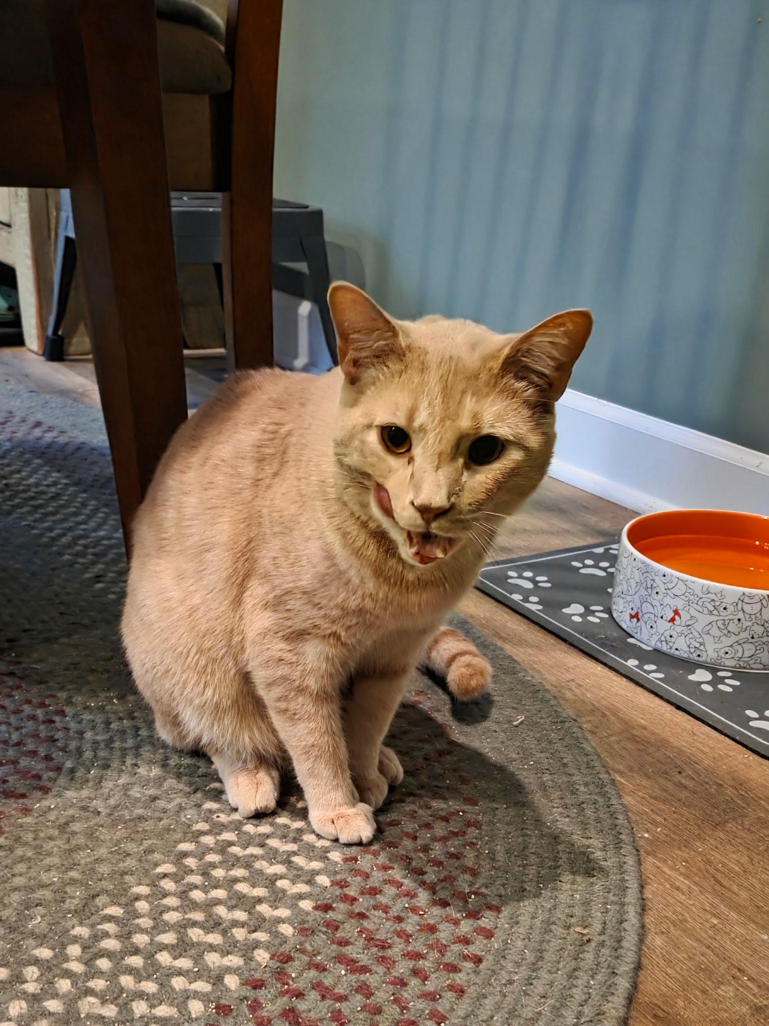Enlarge Wally, a Adoptable Tabby in Charlotte, NC image 4/5
