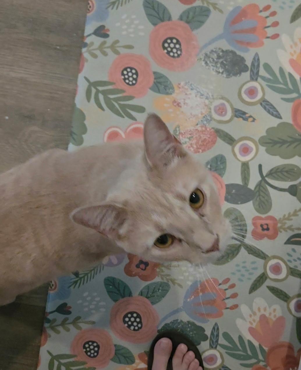 Enlarge Wally, a Adoptable Tabby in Charlotte, NC image 5/5