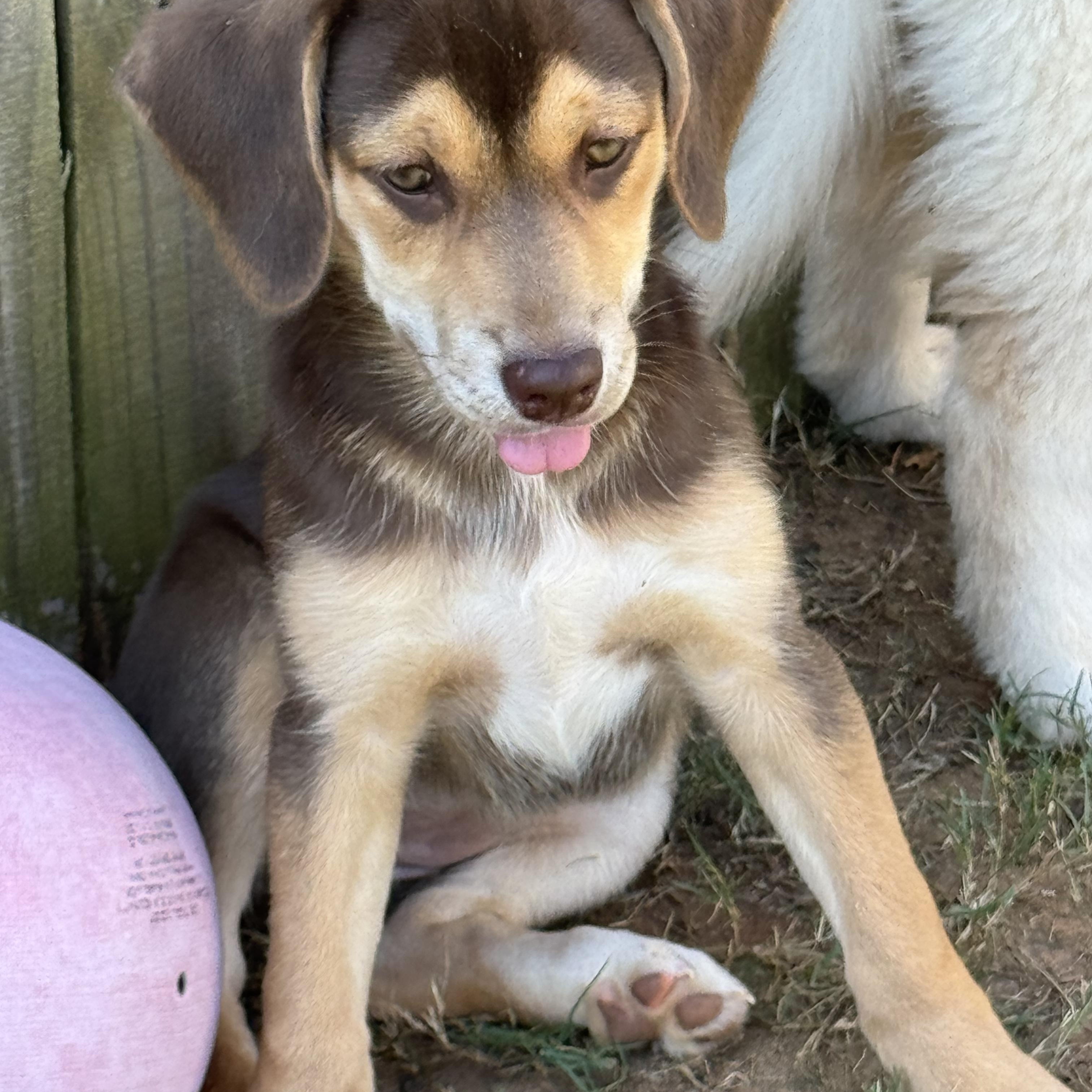 Enlarge Hazel, a Adopted mixed breed in Jasper, GA image 4/6