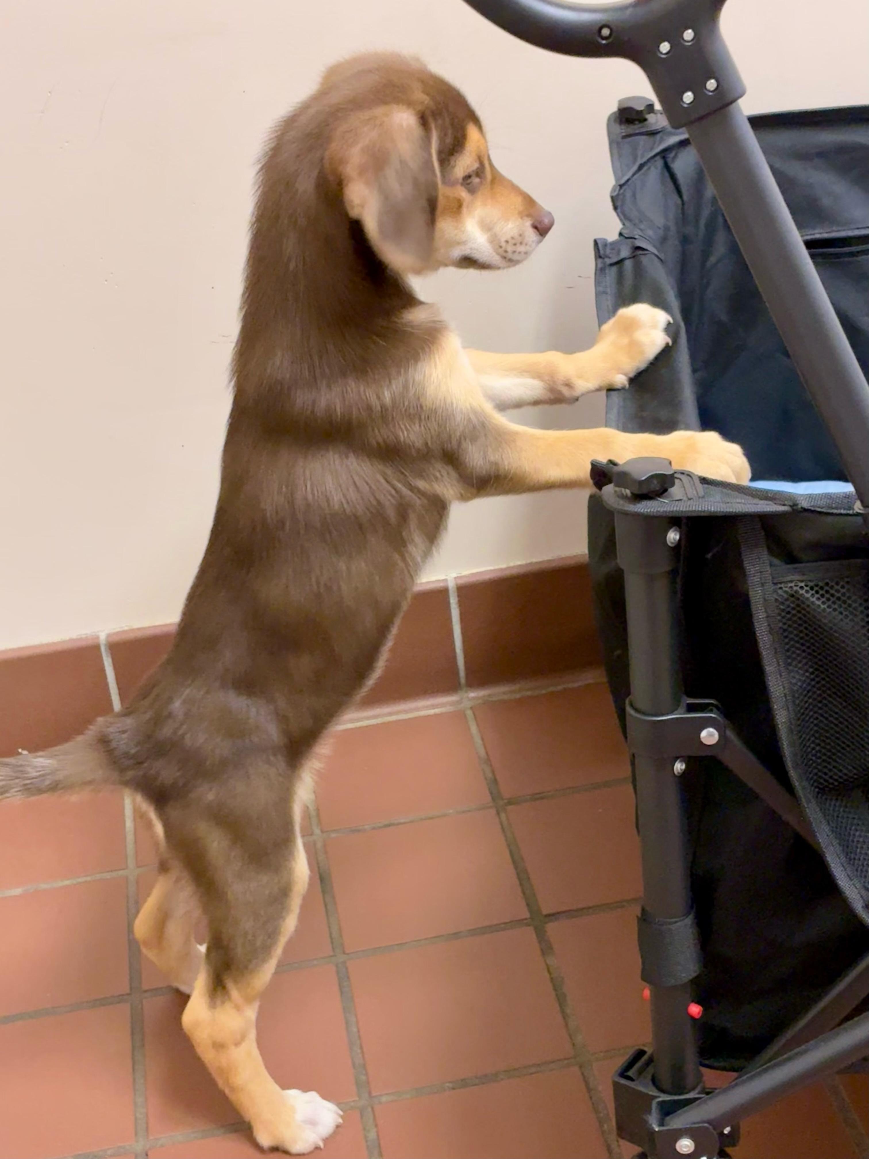 Enlarge Hazel, a Adopted mixed breed in Jasper, GA image 5/6