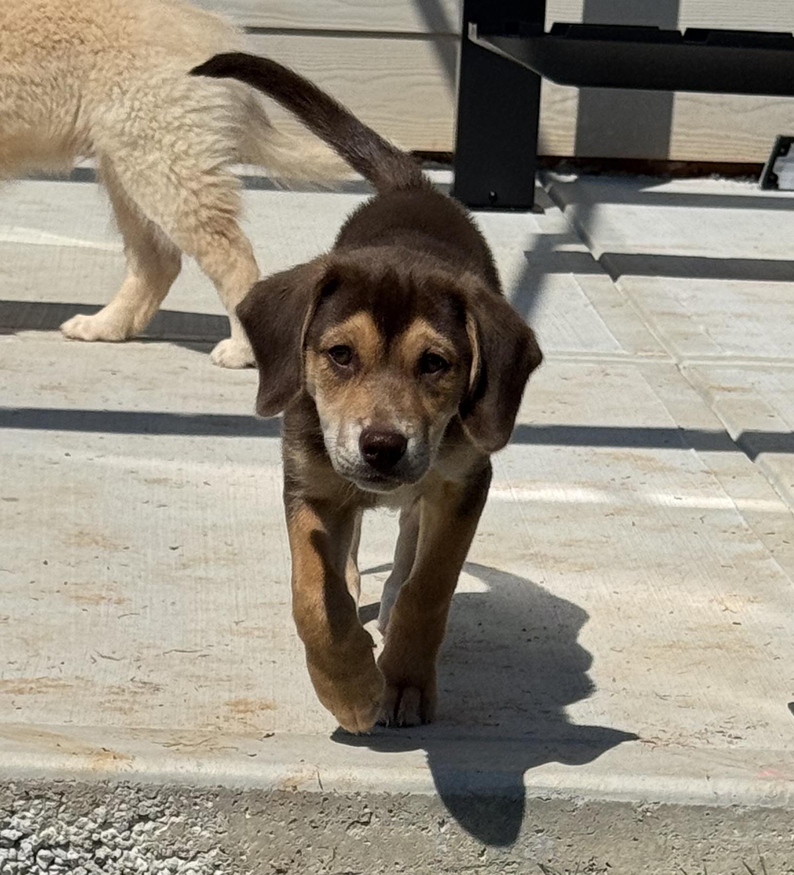 Enlarge Hazel, a Adopted mixed breed in Jasper, GA image 6/6