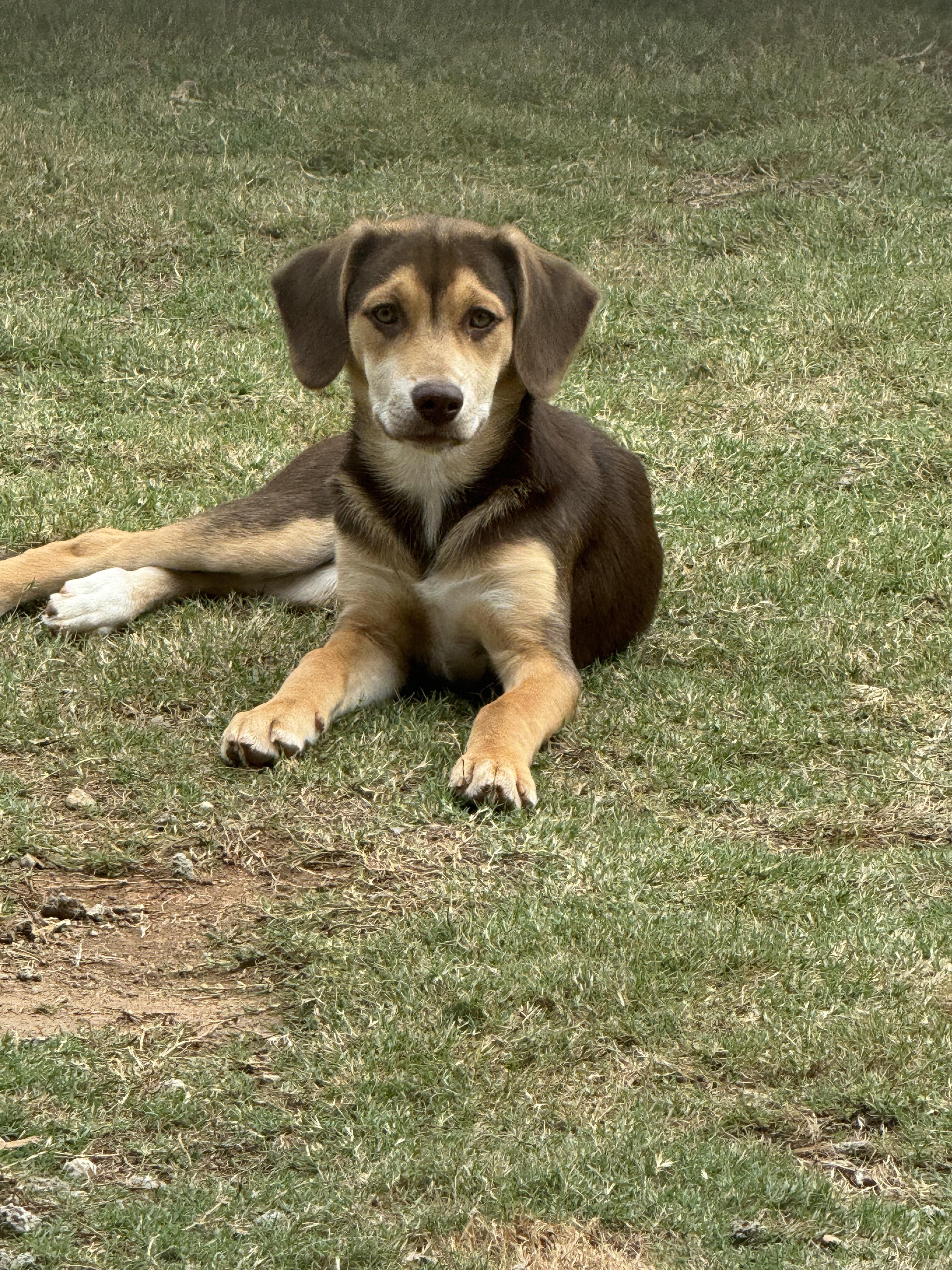 Enlarge Hazel, a Adopted mixed breed in Jasper, GA image 1/6