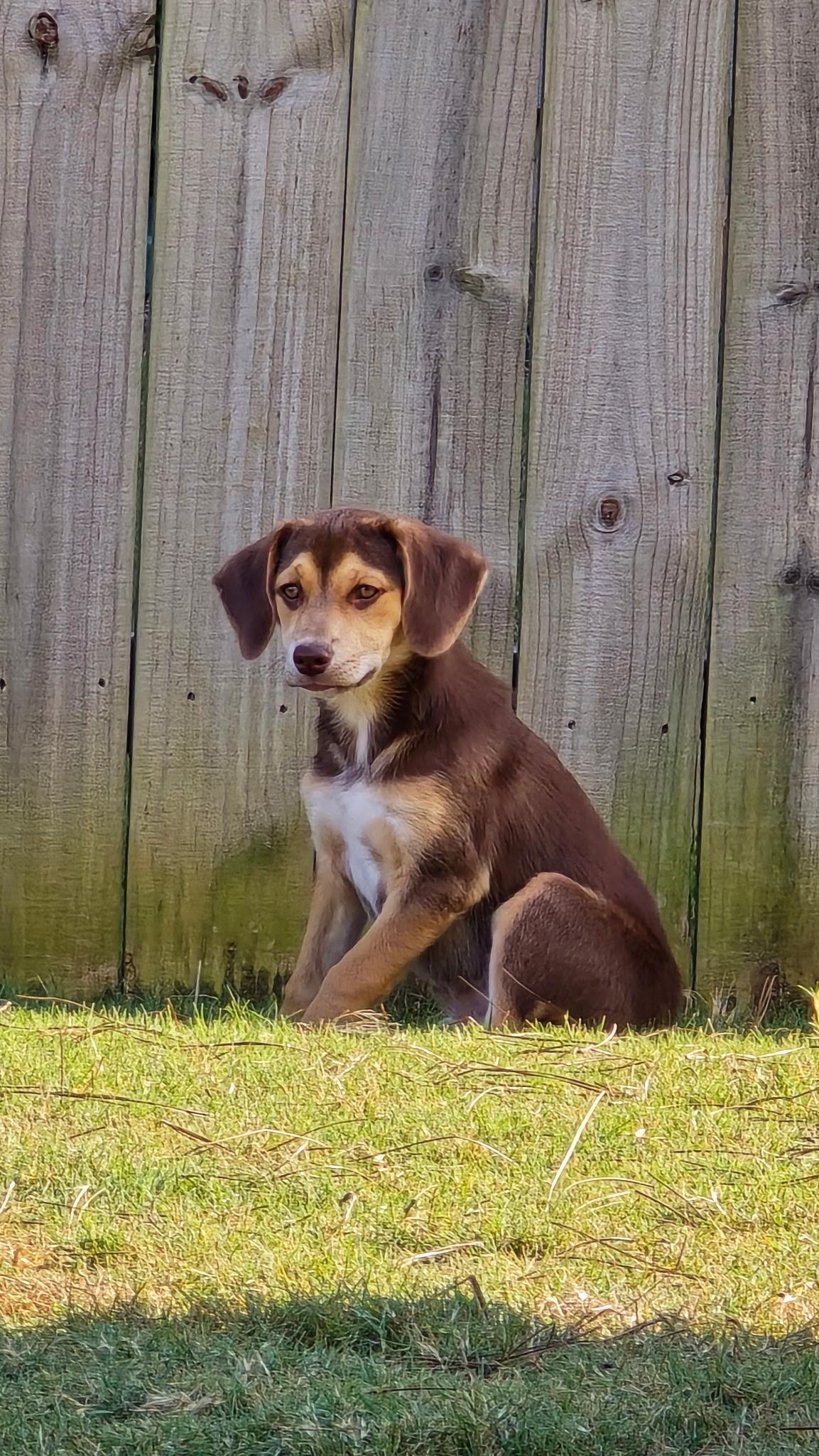 Enlarge Hazel, a Adopted mixed breed in Jasper, GA image 2/6