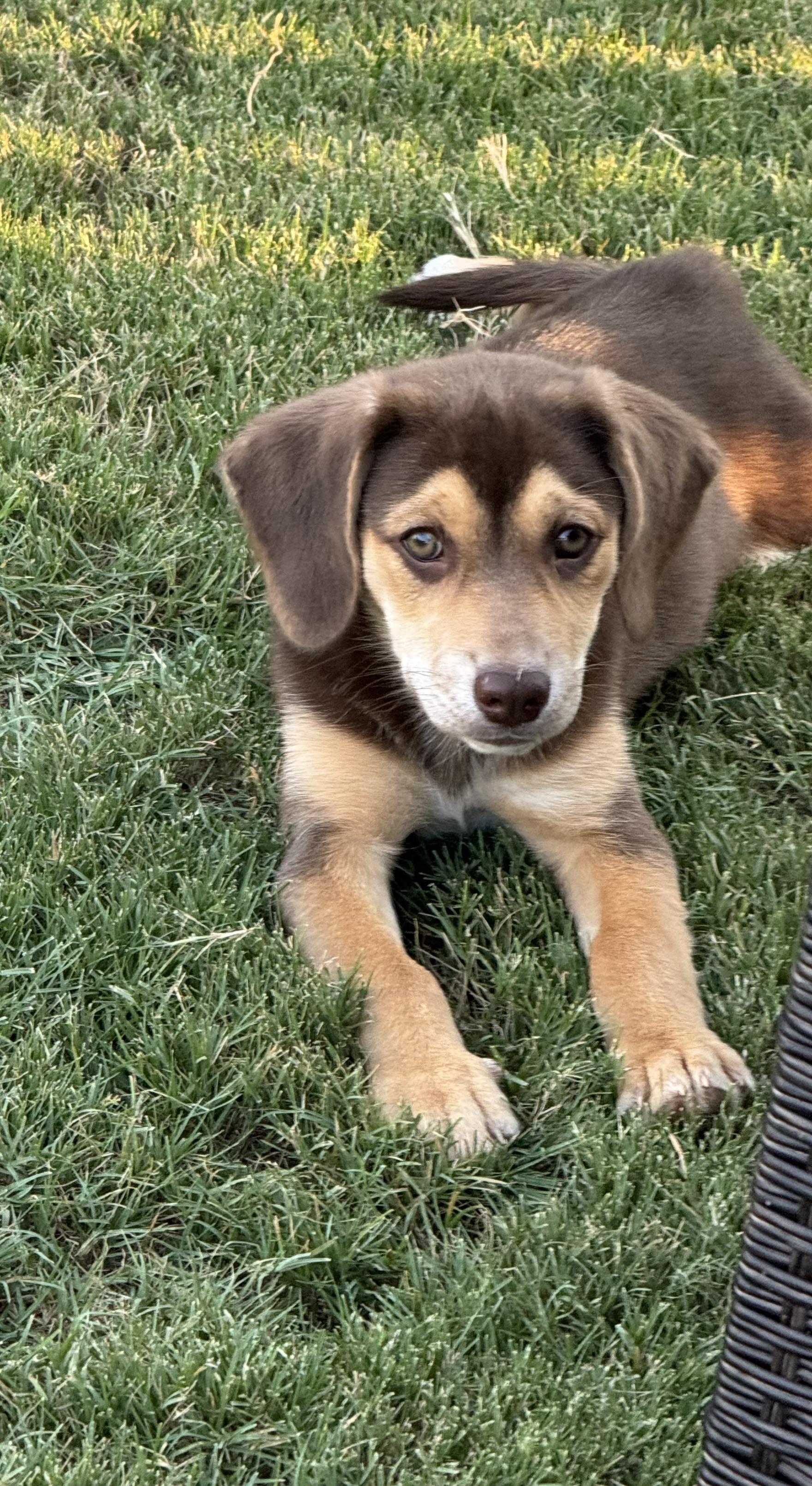 Enlarge Hazel, a Adopted mixed breed in Jasper, GA image 3/6