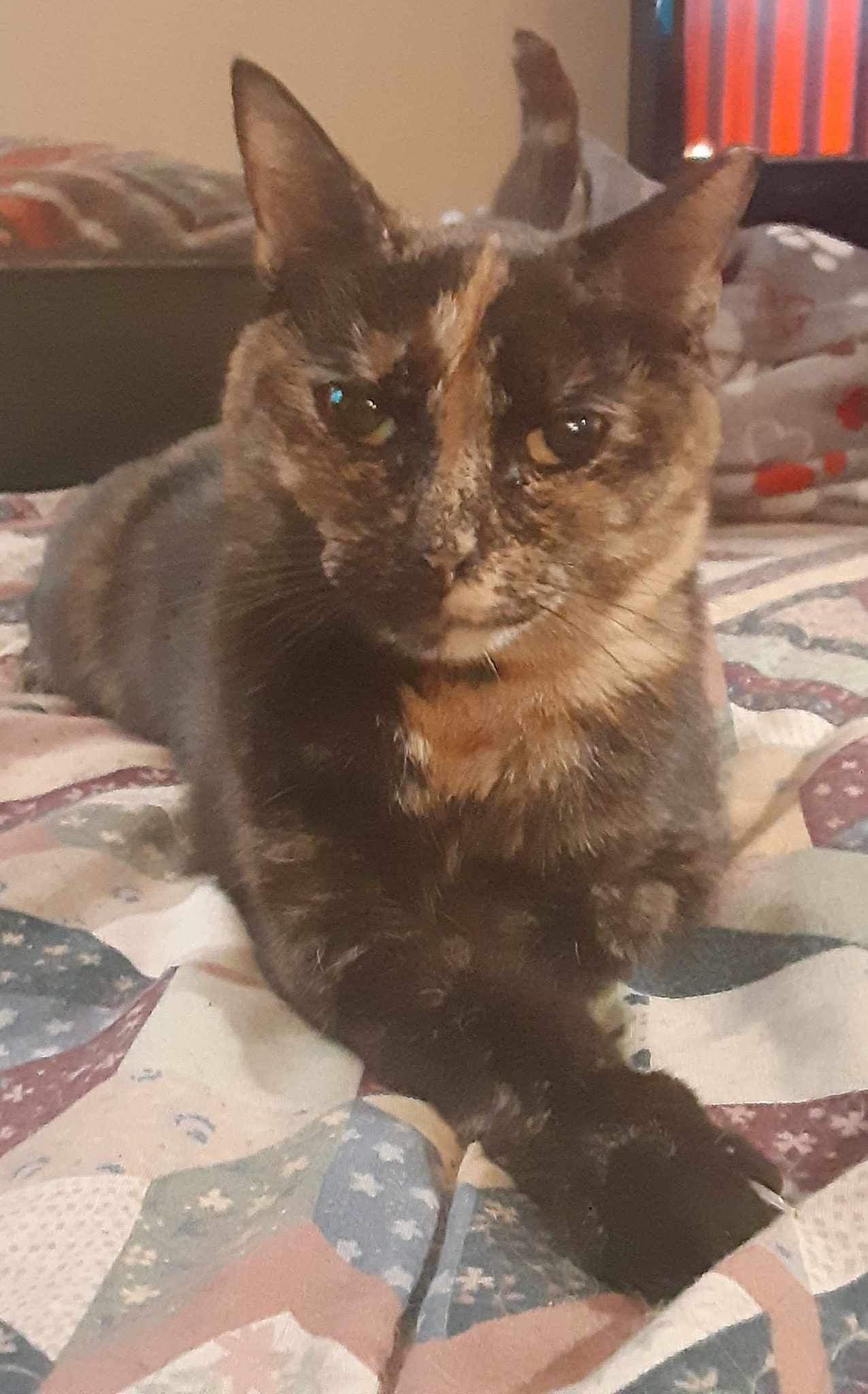 Enlarge Journey, a Adoptable Domestic Short Hair in Jacksonville, FL image 1/1