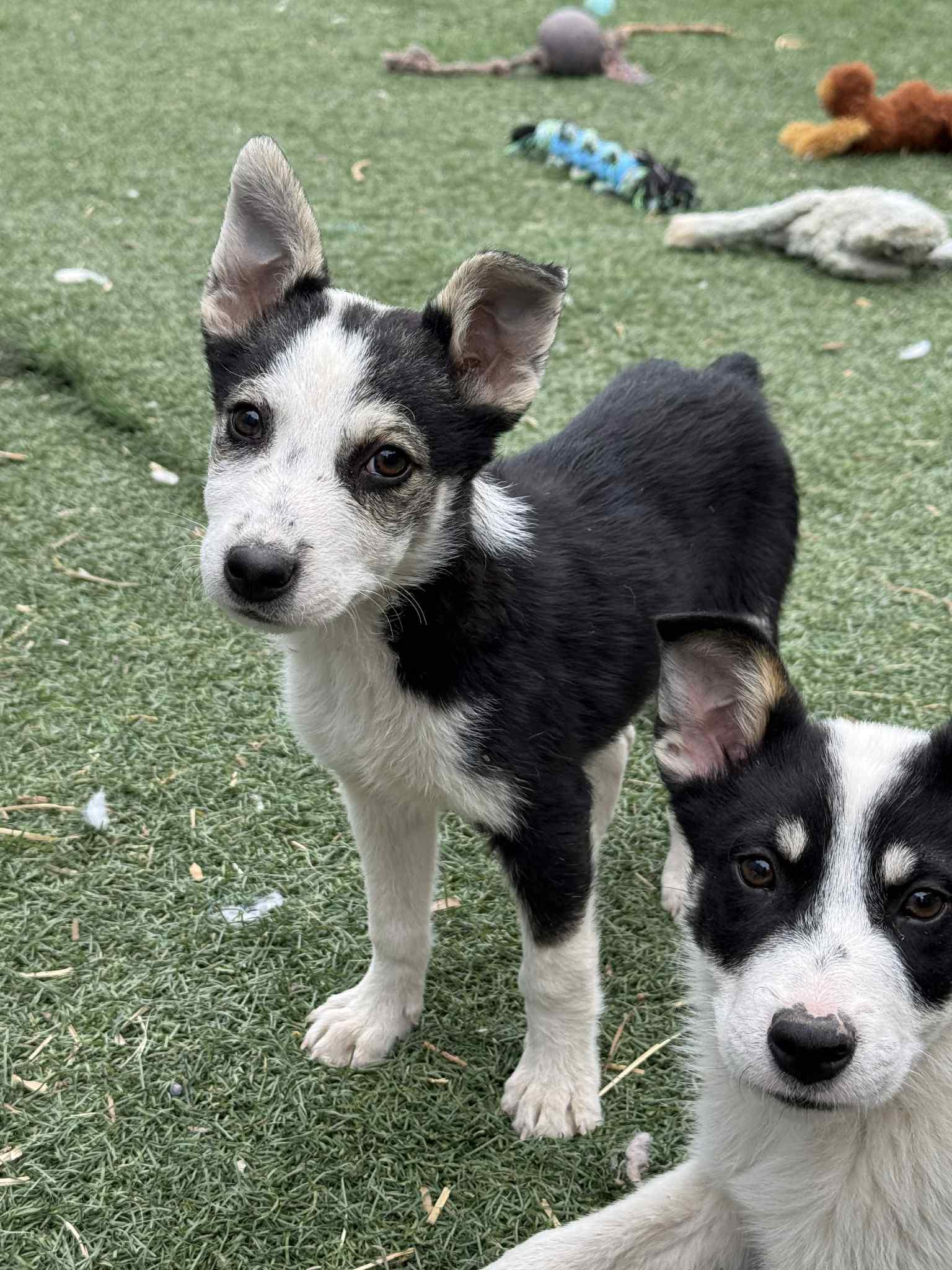 3 month old heeler pups