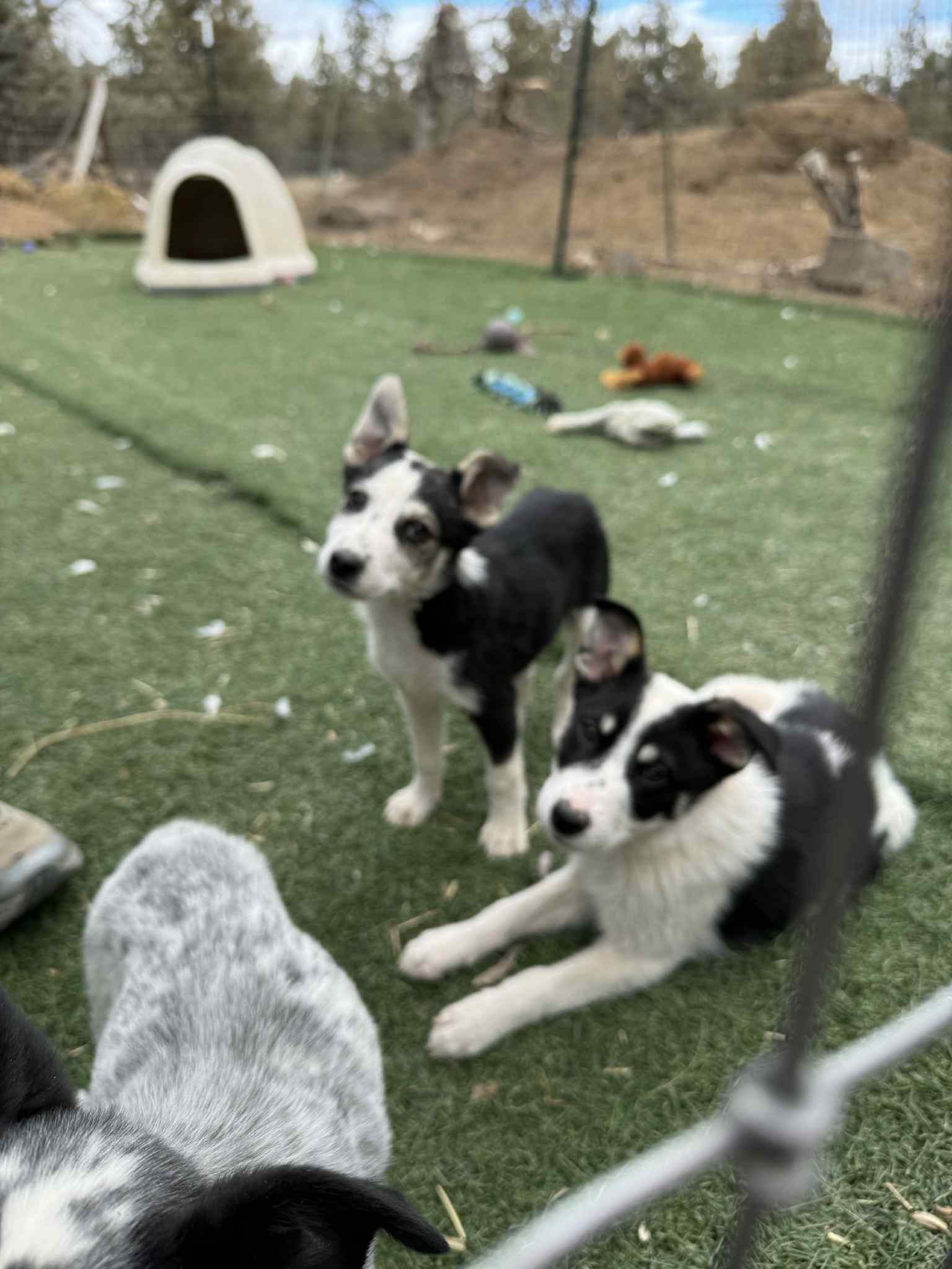 3 month old heeler pups