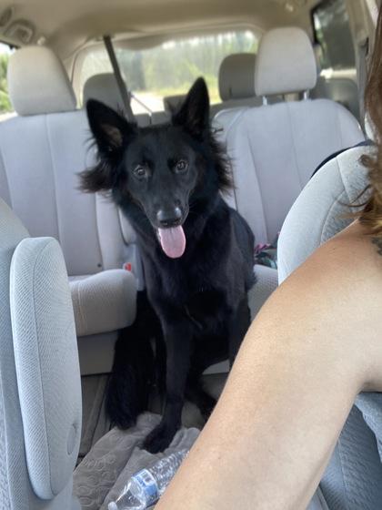 Cruella, Adoptable, Adult Female German Shepherd Dog & Mixed Breed.