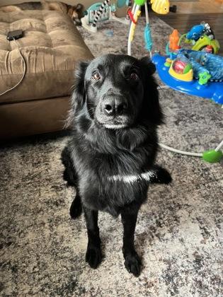 Cruella, a Adoptable mixed breed in Gwinn, MI image 2/3