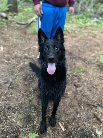 Enlarge Cruella, a Adoptable mixed breed in Gwinn, MI image 2/2