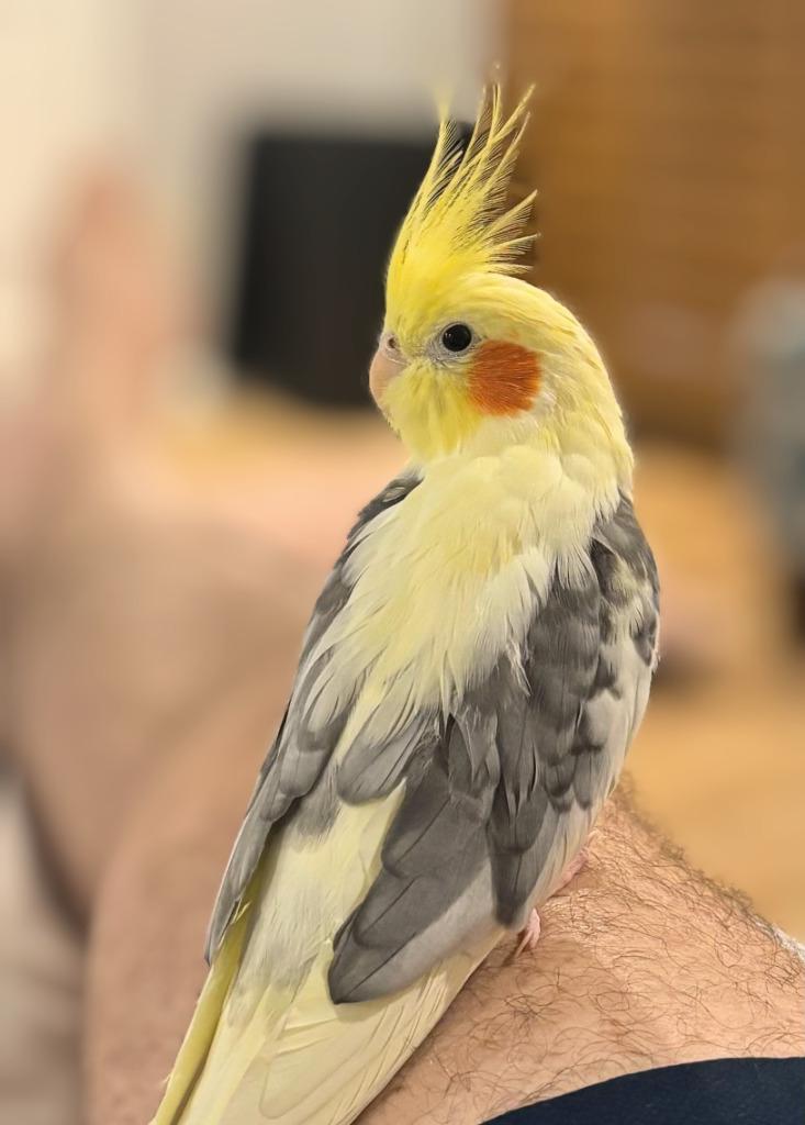 Archimedes, Adoptable, Adult Male Cockatiel.