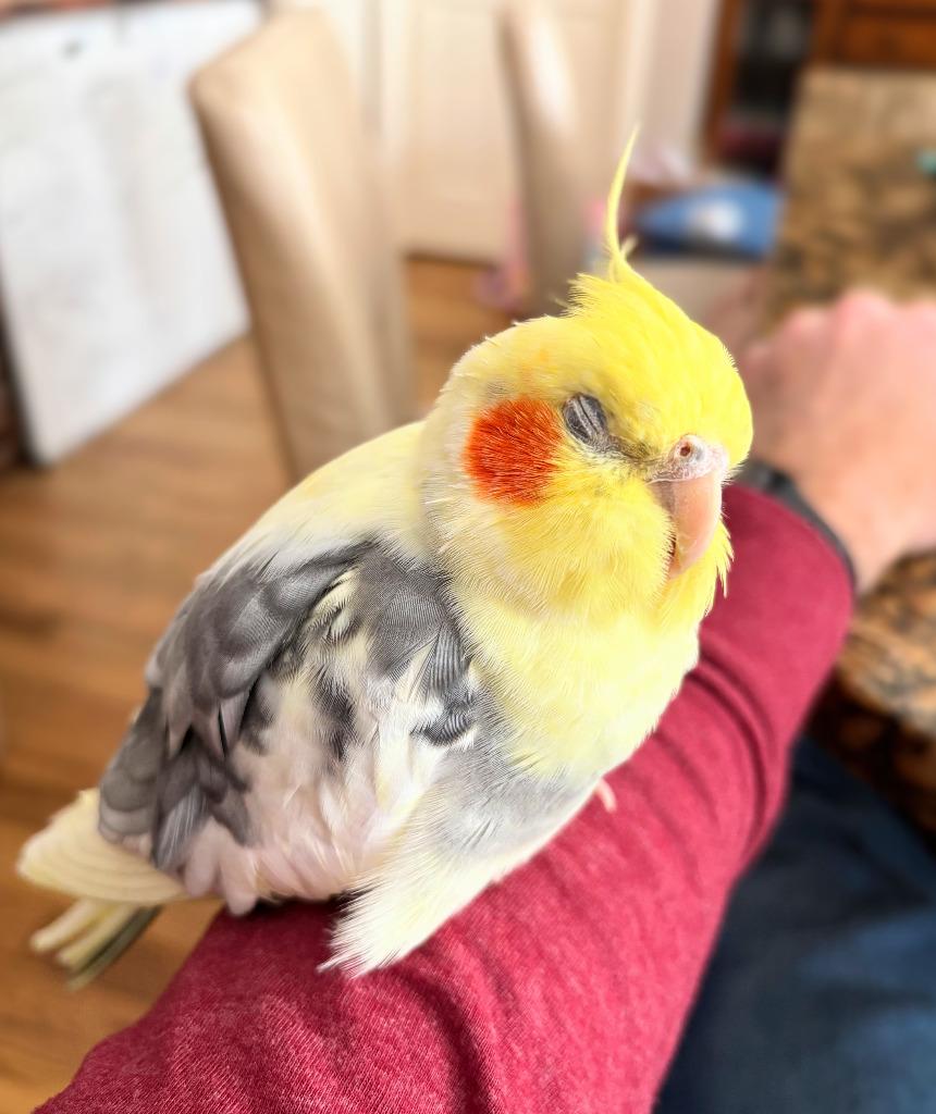 Enlarge Archimedes, a Adoptable Cockatiel in Ballwin, MO image 2/6