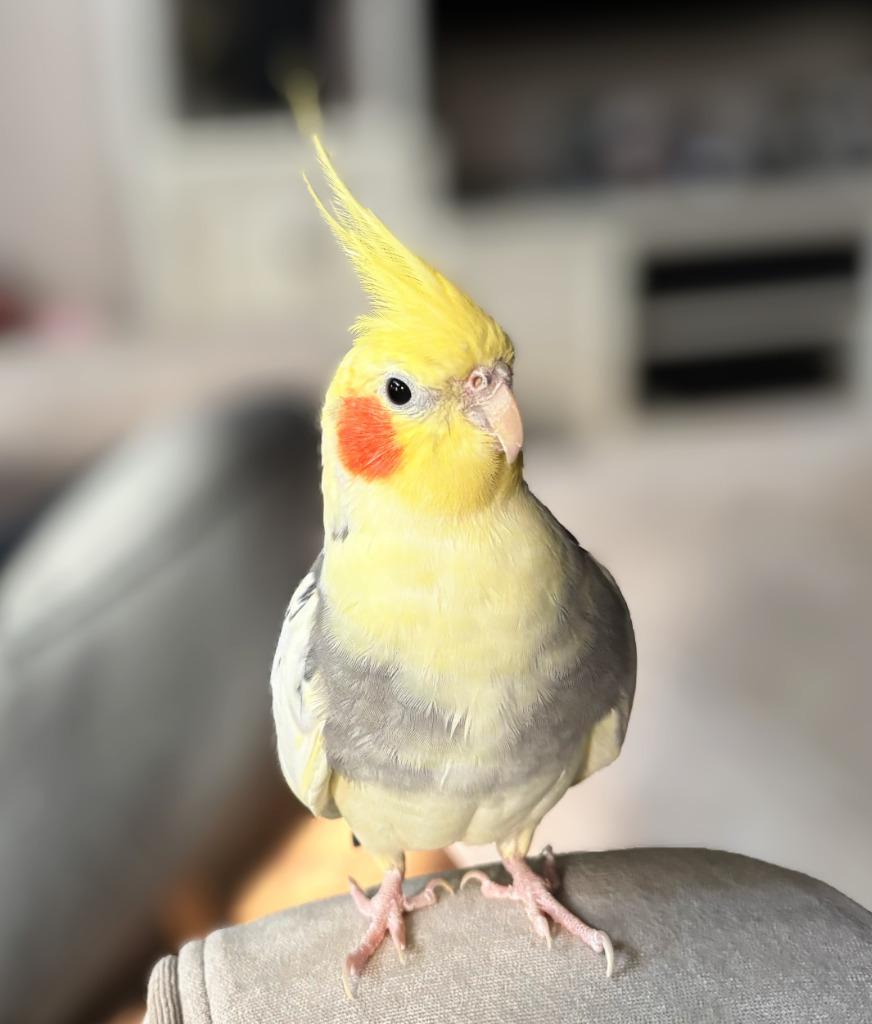 Enlarge Archimedes, a Adoptable Cockatiel in Ballwin, MO image 3/6