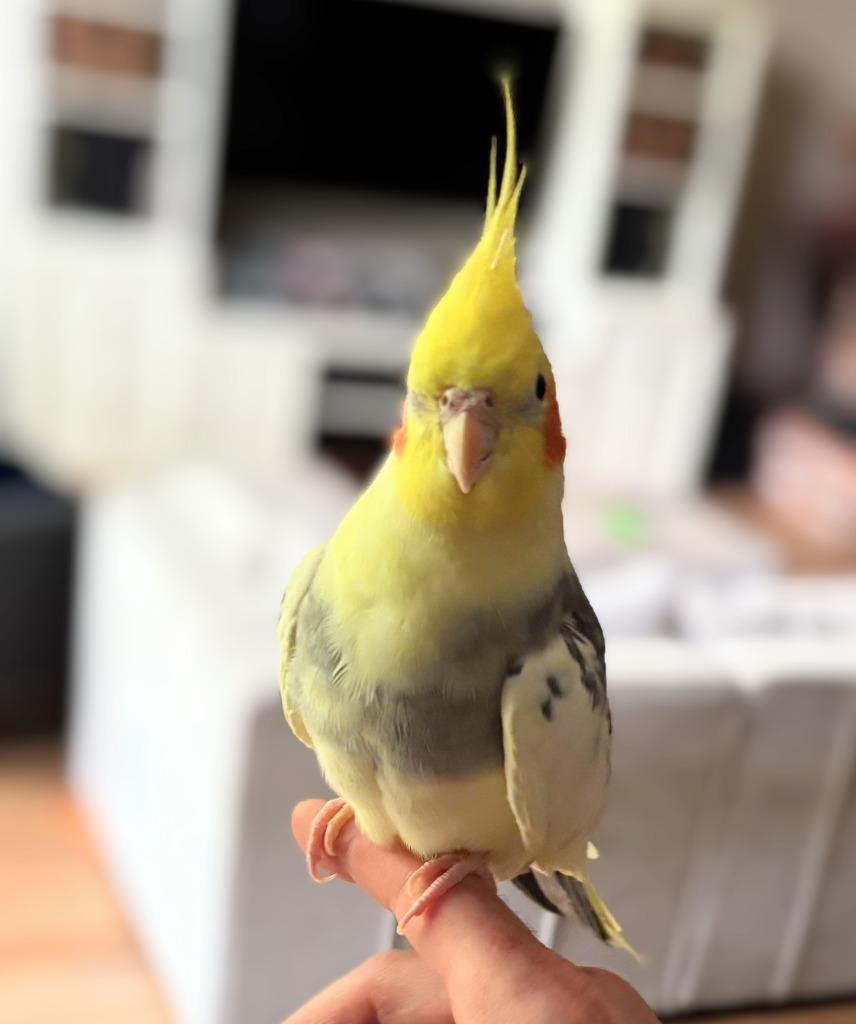 Enlarge Archimedes, a Adoptable Cockatiel in Ballwin, MO image 4/6