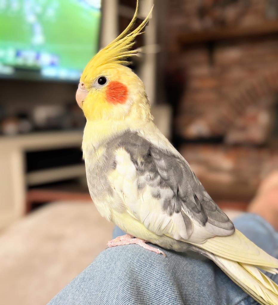 Enlarge Archimedes, a Adoptable Cockatiel in Ballwin, MO image 5/6