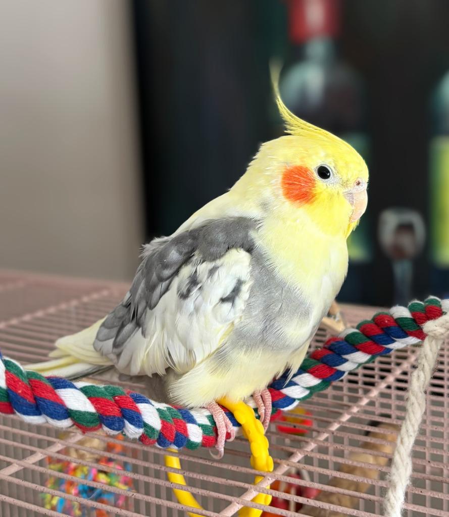 Enlarge Archimedes, a Adoptable Cockatiel in Ballwin, MO image 6/6