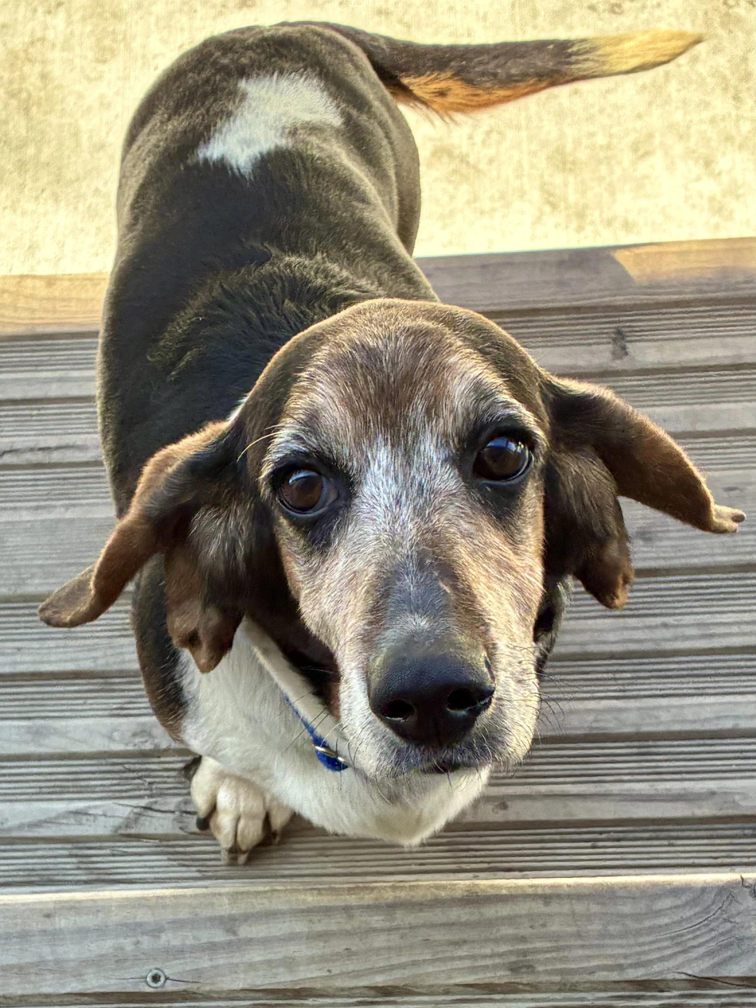 Enlarge Darcy, a Adoptable Basset Hound in St. Paul, MN image 1/2