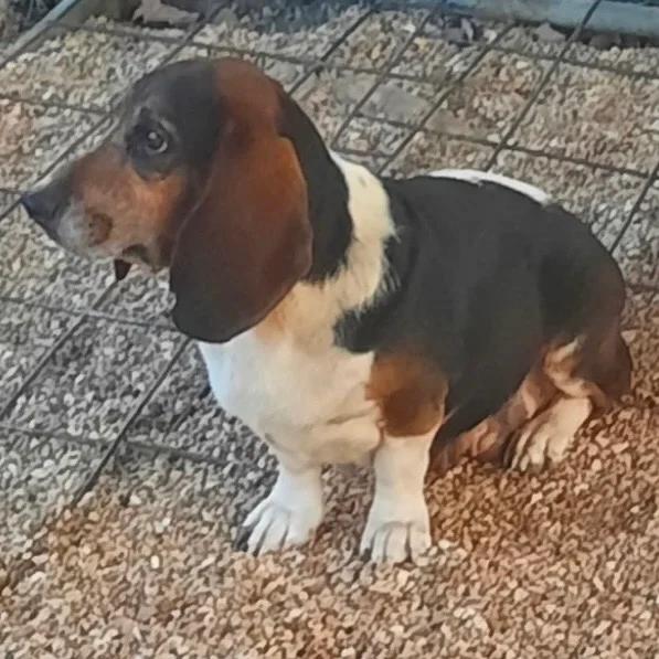 Enlarge Darcy, a Adoptable Basset Hound in St. Paul, MN image 2/2