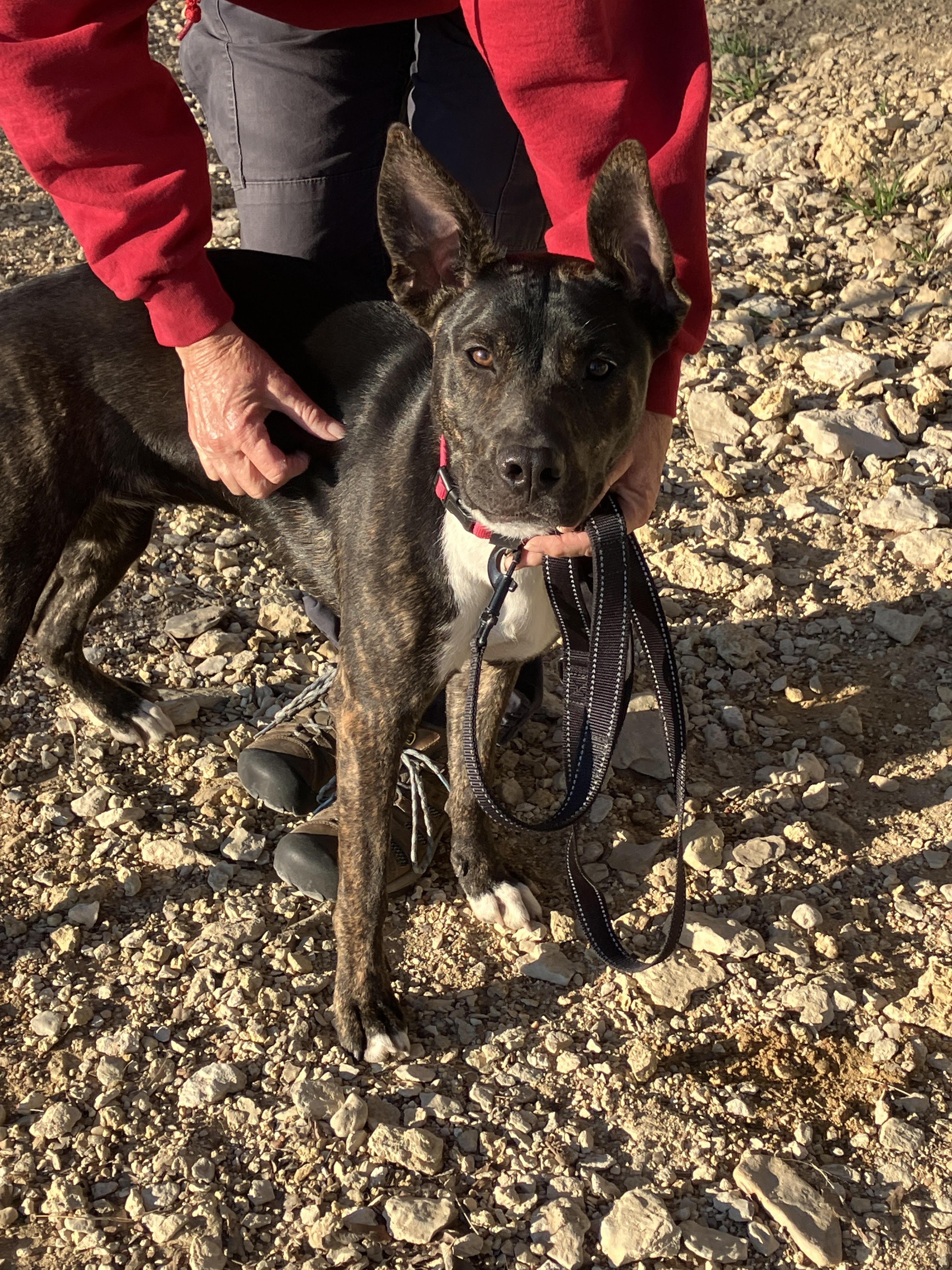 Enlarge LUNA-Lovely Lady, a ADOPTABLE mixed breed in Stephenville, TX image 3/6