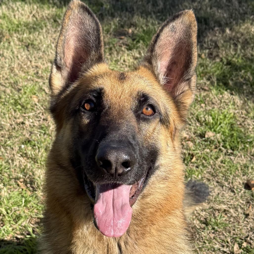 Enlarge Mutt Damon, a Adoptable German Shepherd Dog in San Jacinto, CA image 1/6