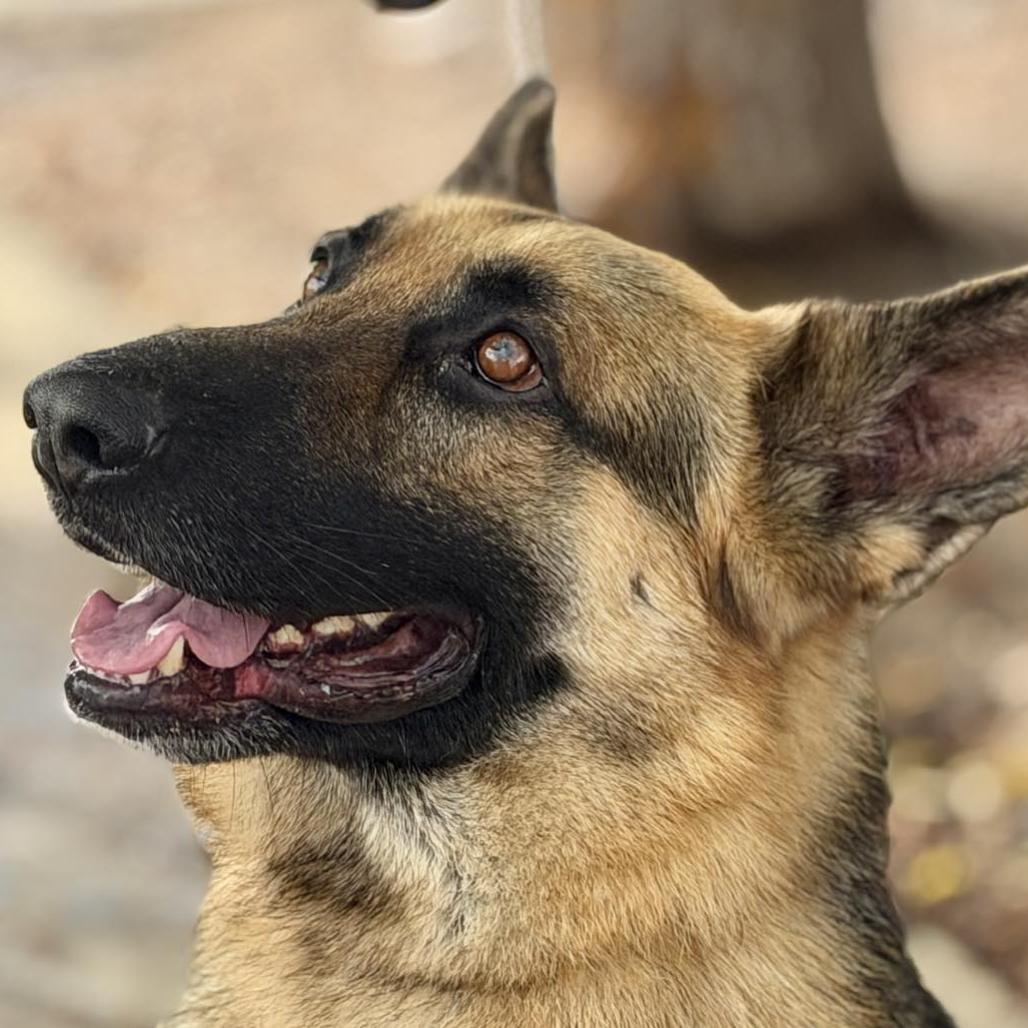 Enlarge Mutt Damon, a Adoptable German Shepherd Dog in San Jacinto, CA image 2/6