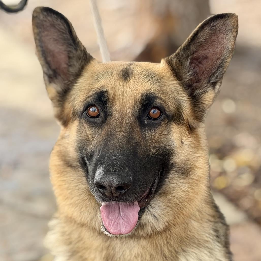 Enlarge Mutt Damon, a Adoptable German Shepherd Dog in San Jacinto, CA image 3/6